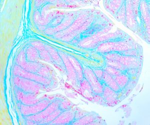 Ramon-Y-Cajal-1